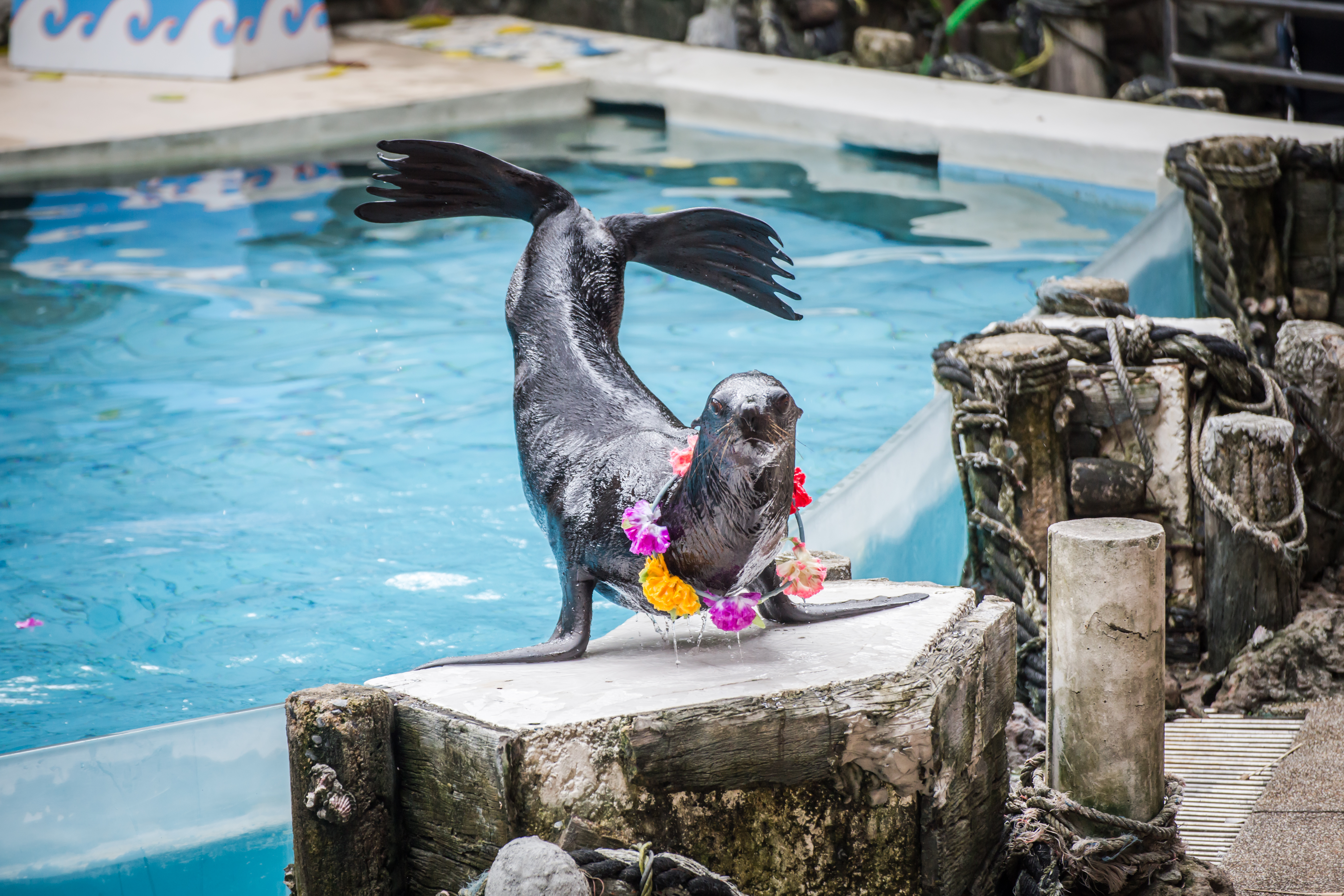 Sea lion show Safari World Bangkok — entertaining performance for families and children